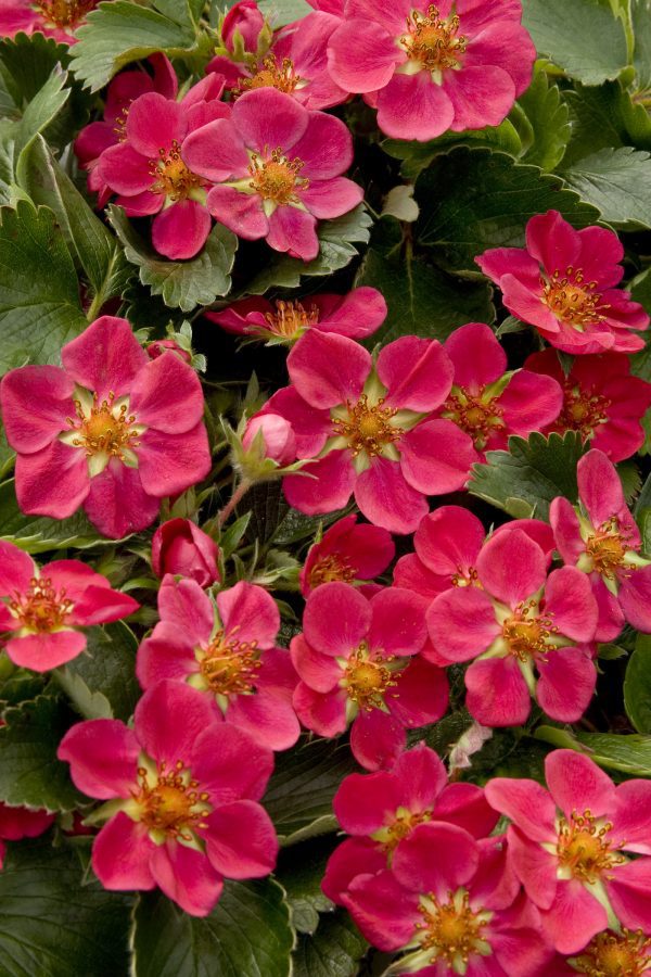 Morangueiros de flor Vermelha - Image 2