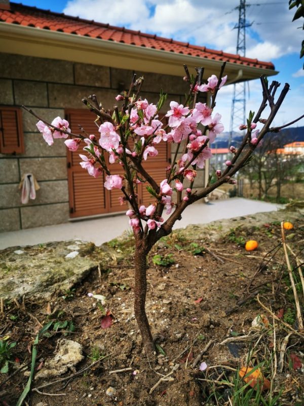 Nectarina OVNI de Vaso