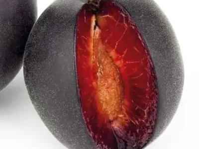 Alperce Preto Hibrido – Almeixa Aprisali