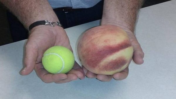 Pessegueiro de fruto  Gigante - Image 7