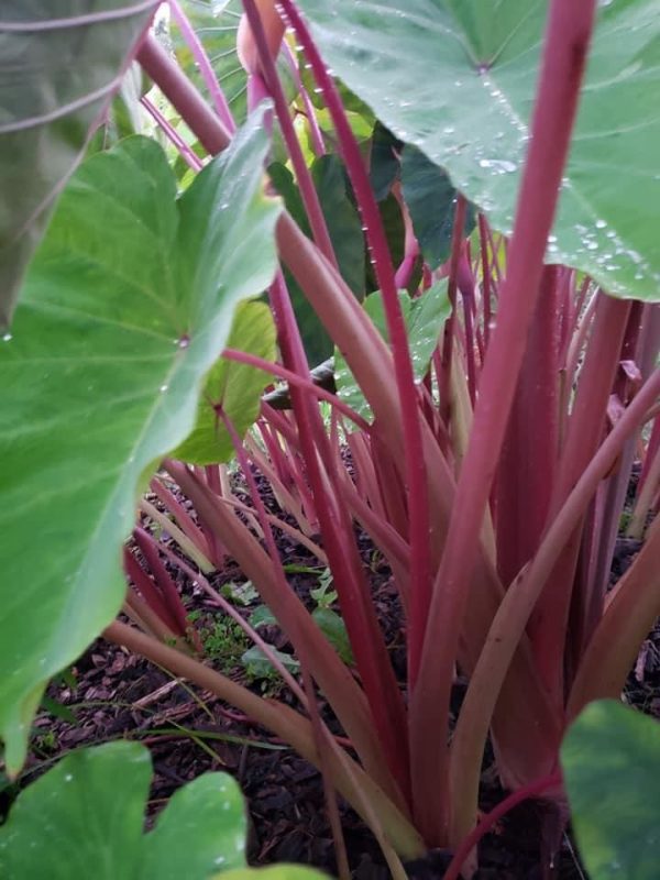 Inhame Rosa