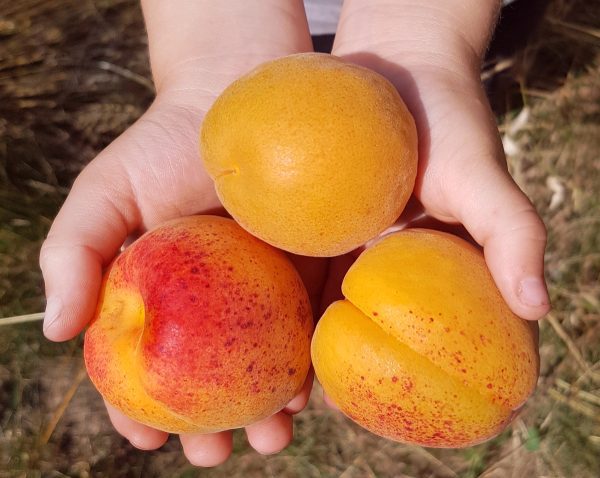 Alperce de fruto Gigante