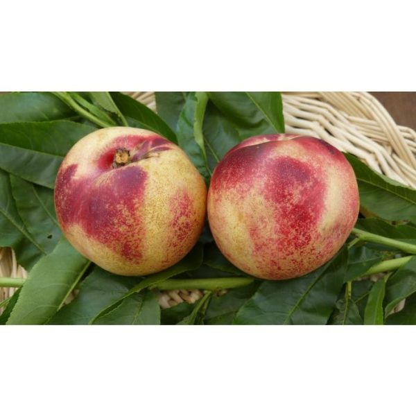 Nectarina Branca Artica
