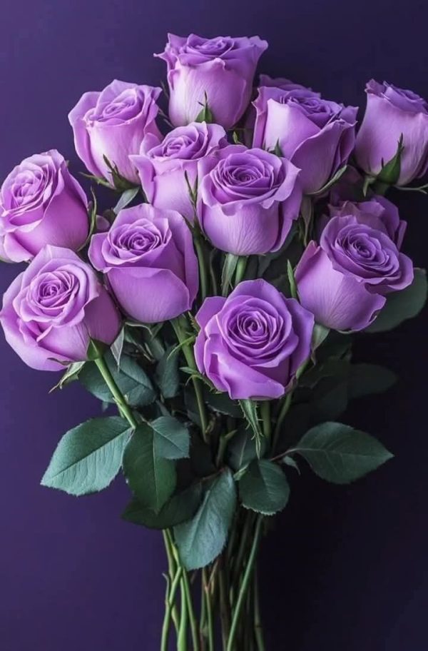 Roseira Rosa Azul - Image 5