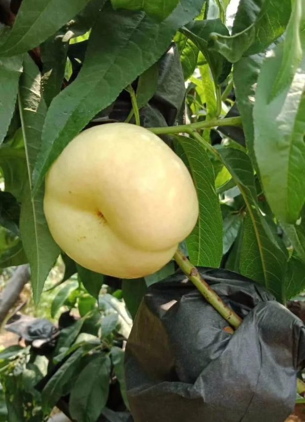 Nectarina OVNI Branca - Image 2