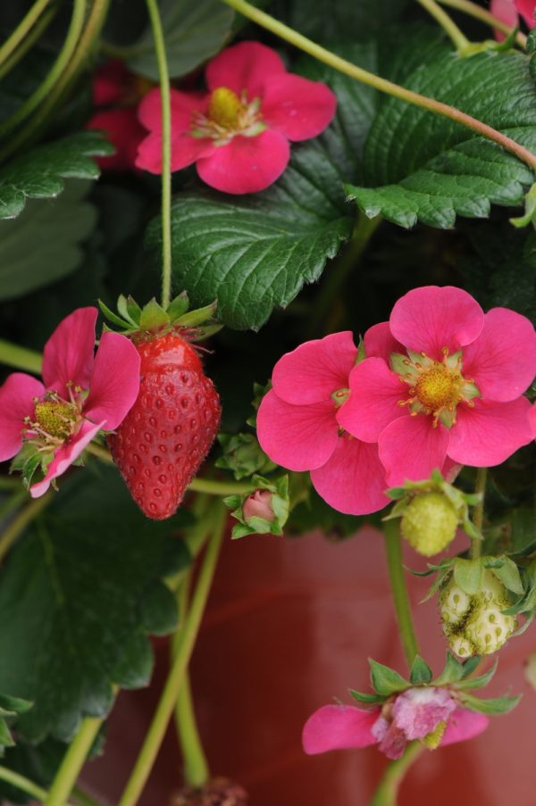Morangueiros de flor Vermelha - Image 3