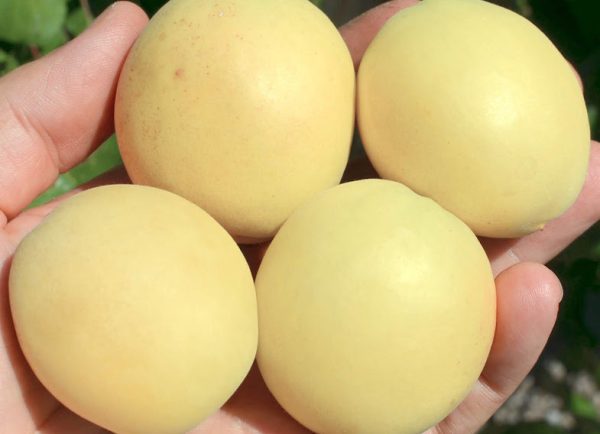Alperce Branco Ananas