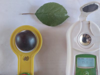 Alperce Preto Hibrido – Almeixa Aprisali