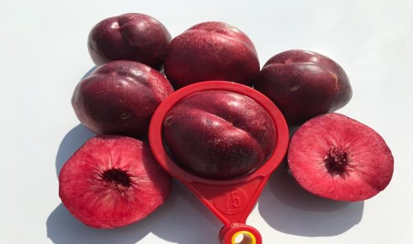 Nectarina Preta de Sangue Tradia - Image 2