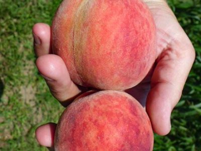 Pessegueiro resistente à Lepra🍑