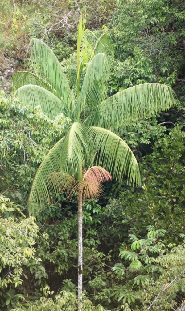 Palmeira do Açai de frio - Juçara - Image 3