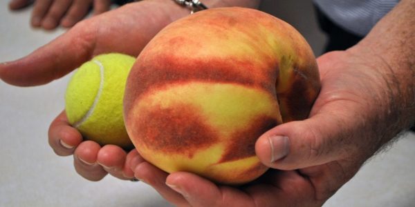 Pessegueiro de fruto  Gigante - Image 9