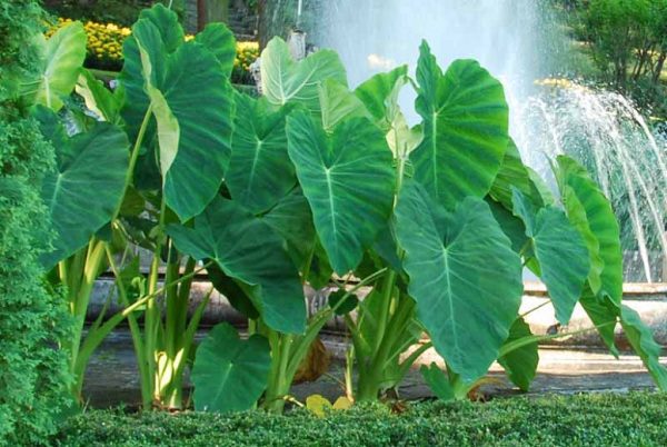 Inhame Verde