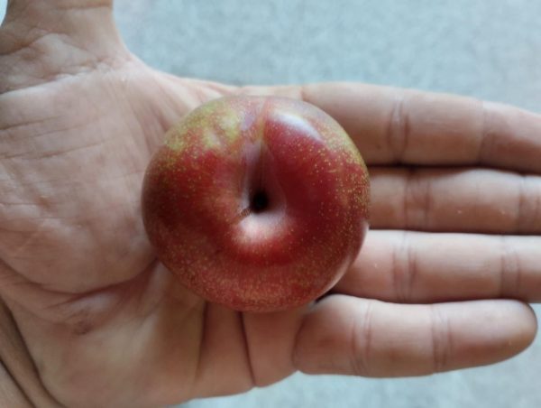 Ameixeira Dapple Dandy - Hibrido (Amerce) - Image 2