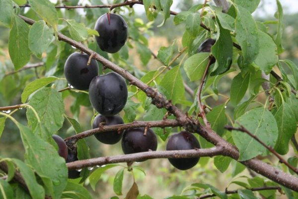 Alperce Preto de Melitopol - Image 5