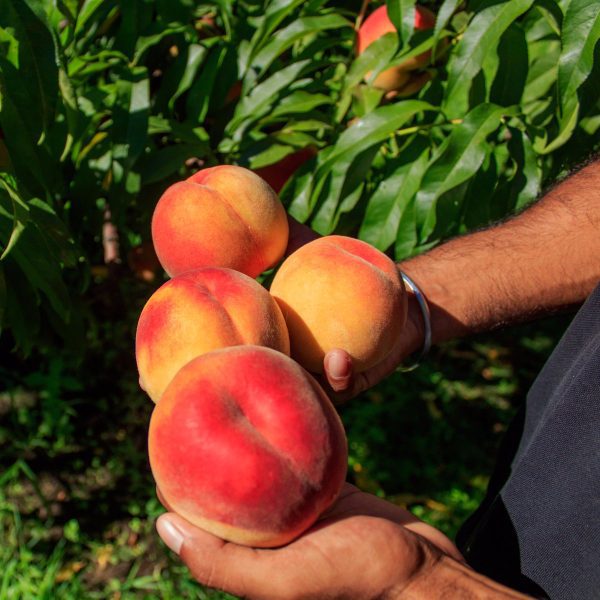 Pessegueiro de fruto  Gigante - Image 17