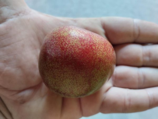 Ameixeira Dapple Dandy - Hibrido (Amerce) - Image 3