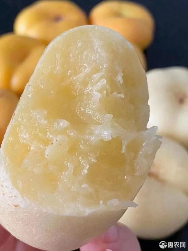 Nectarina OVNI Branca - Image 4