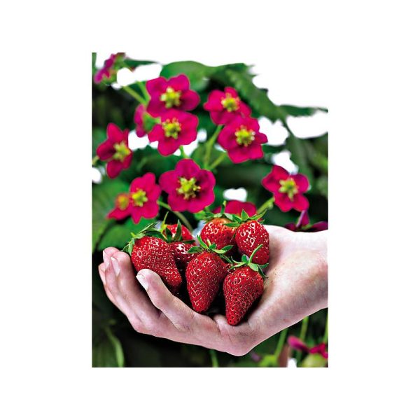 Morangueiros de flor Vermelha - Image 8