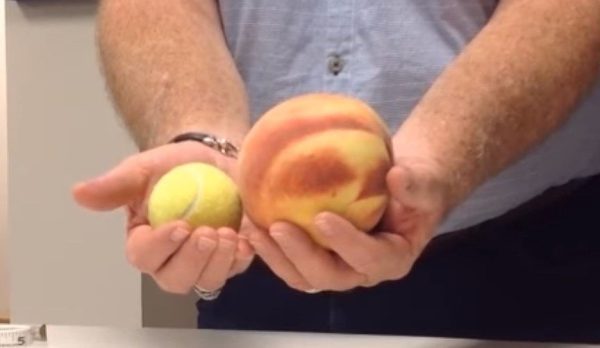 Pessegueiro de fruto  Gigante - Image 18