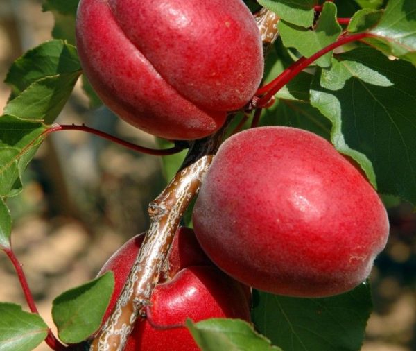 Alperce Vermelho Gigante - Image 6