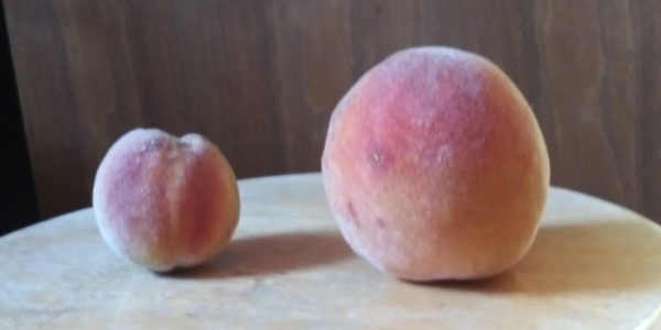 Pessegueiro de fruto  Gigante - Image 16