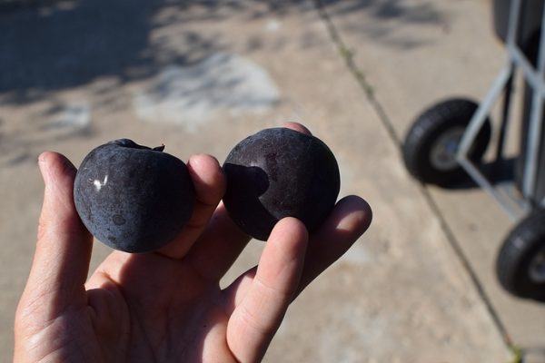 Spring Satin - Hibrido (Plumcot) - Image 6