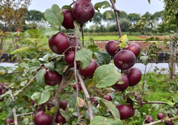 MACIEIRA da MAÇÃ PRETA da FRANÇA🍎🖤🇫🇷 - Image 4
