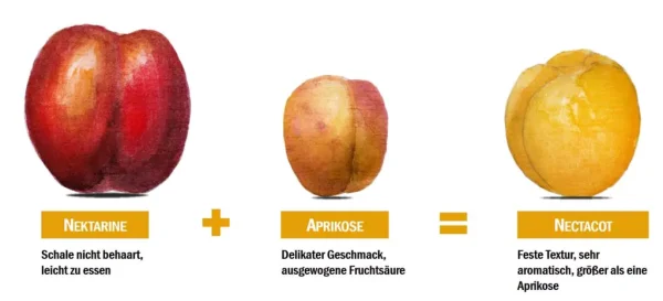 Nectarina Pérola de Mel - Nectacot - Image 3