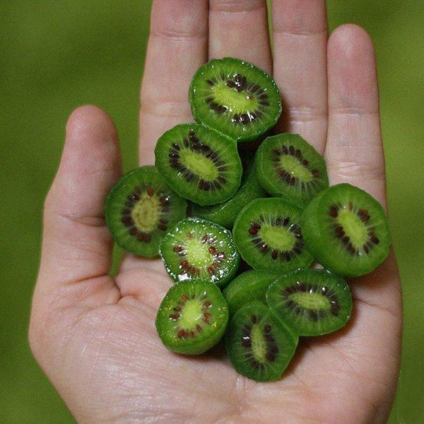 MINI KIWI VERDE - Image 5