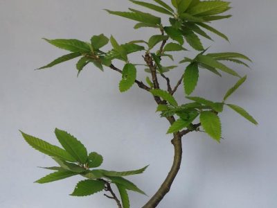 🌰Castanheiro Variegata BONSAI Anão🌰