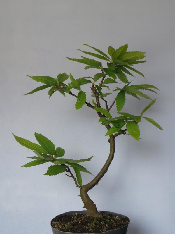 🌰Castanheiro Variegata BONSAI Anão🌰