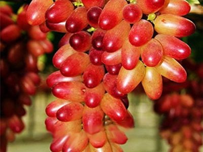 Videira do Japão Dedo de Palhaço🍇👆🤡🇯🇵