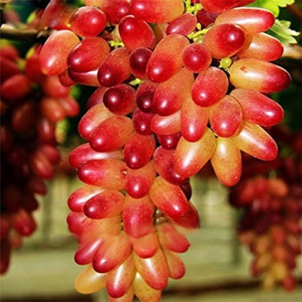 Videira do Japão Dedo de Palhaço🍇👆🤡🇯🇵