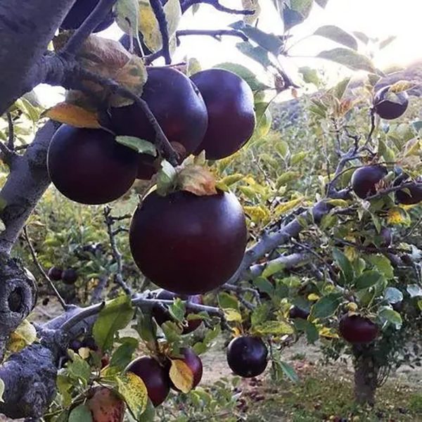 MACIEIRA da MAÇÃ PRETA da FRANÇA🍎🖤🇫🇷 - Image 3
