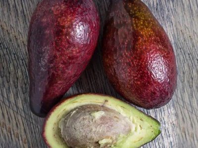 ABACATEIRO de ABACATE VERMELHO