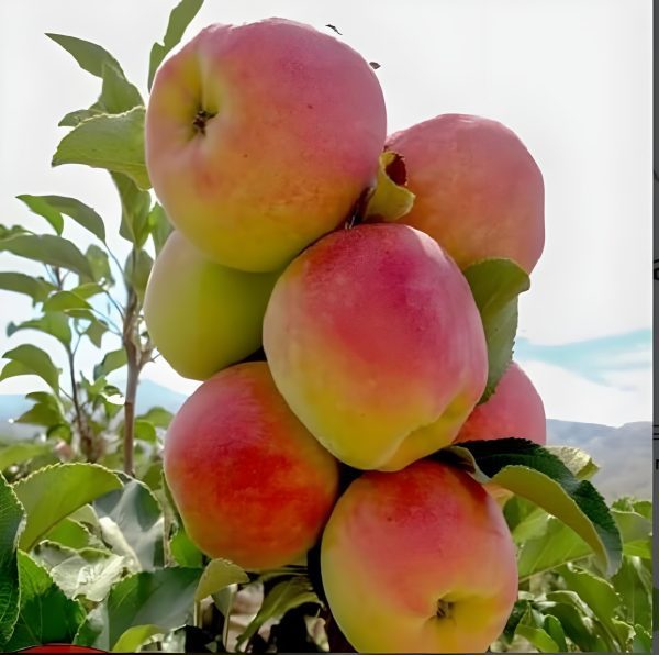 MACIEIRA de MAÇÃ DUPLA COLHEITA🍎🌅🇫🇷 - Image 3