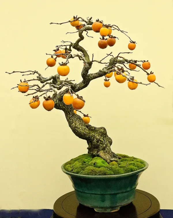 DIOSPIREIRO Super ANÃO - Image 3