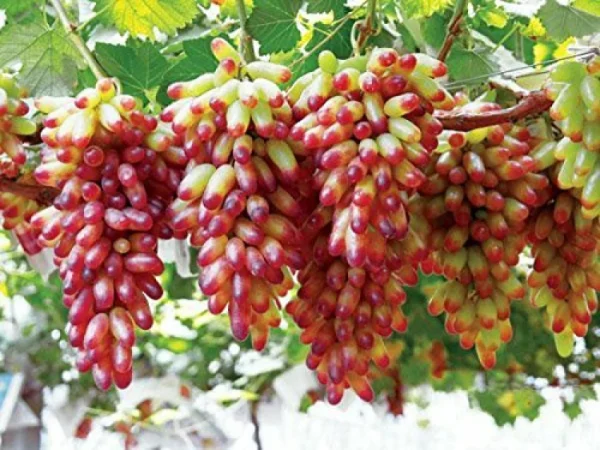 Videira do Japão Dedo de Palhaço🍇👆🤡🇯🇵 - Image 9