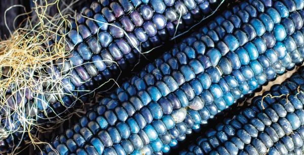 Sementes de MILHO AZUL HOPI - Image 3