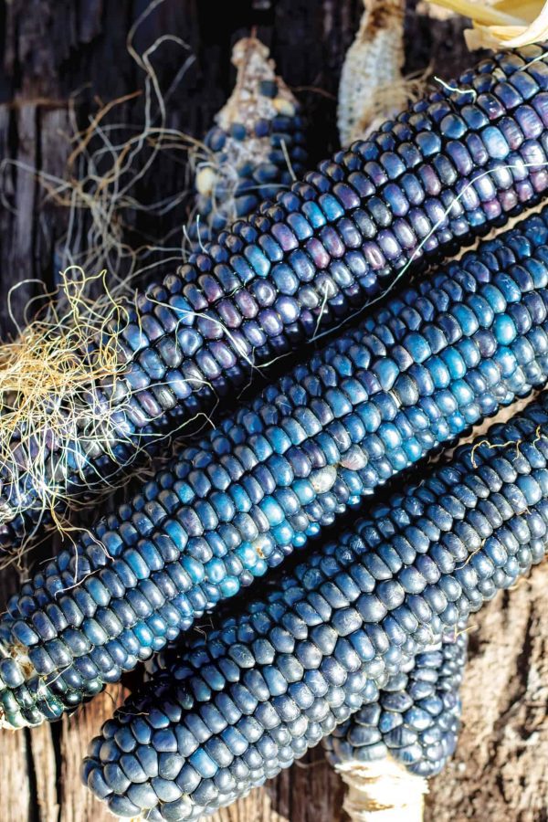 Sementes de MILHO AZUL HOPI - Image 2