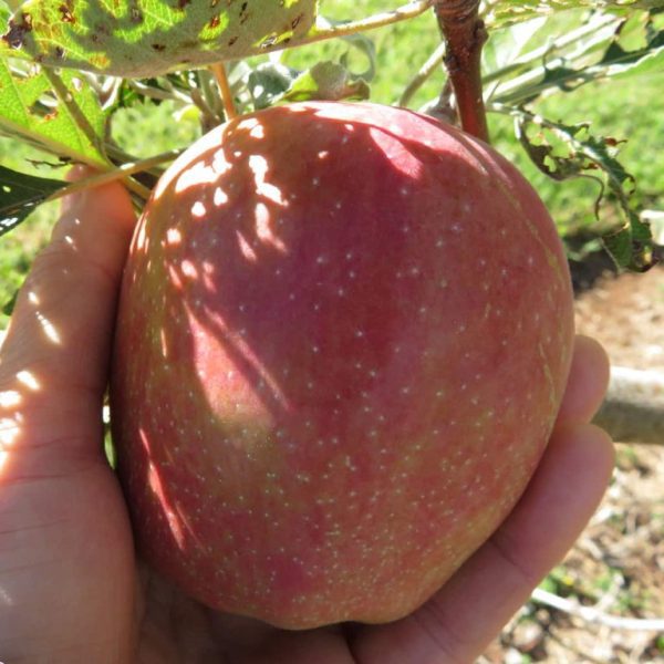 MACIEIRA de MAÇÃ DUPLA COLHEITA🍎🌅🇫🇷