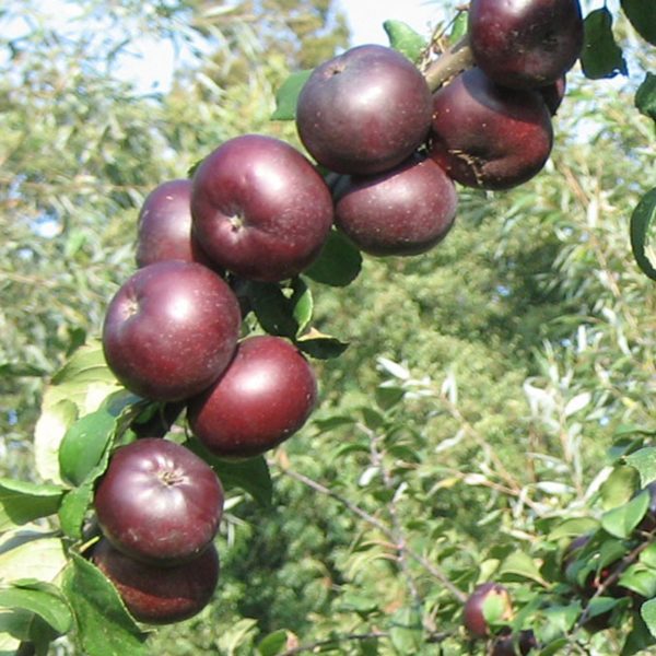 MACIEIRA da MAÇÃ PRETA da FRANÇA🍎🖤🇫🇷 - Image 7
