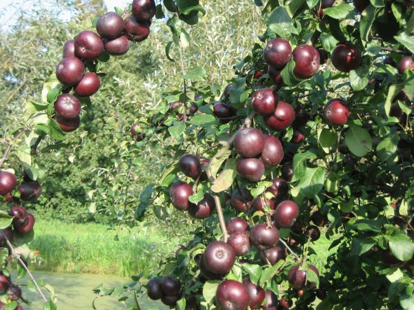 MACIEIRA da MAÇÃ PRETA da FRANÇA🍎🖤🇫🇷 - Image 6