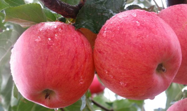 MACIEIRA de MAÇÃ FRIZANTE CHAMPANHE🍎🌀🇨🇭 - Image 2
