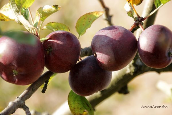 MACIEIRA da MAÇÃ PRETA da FRANÇA🍎🖤🇫🇷 - Image 9
