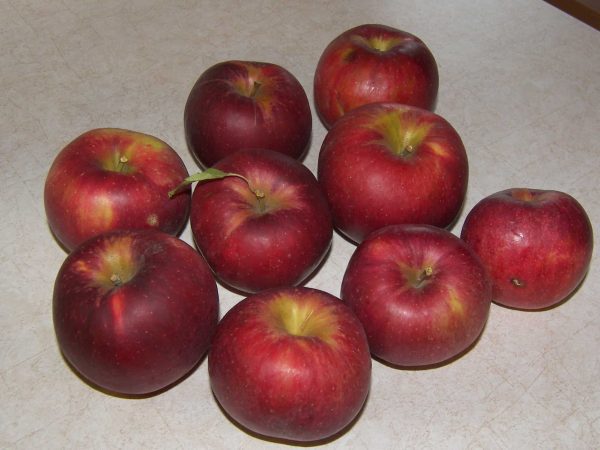 MACIEIRA de MAÇÃ PRETA HOLANDESA🍎🖤🇳🇱 - Image 5