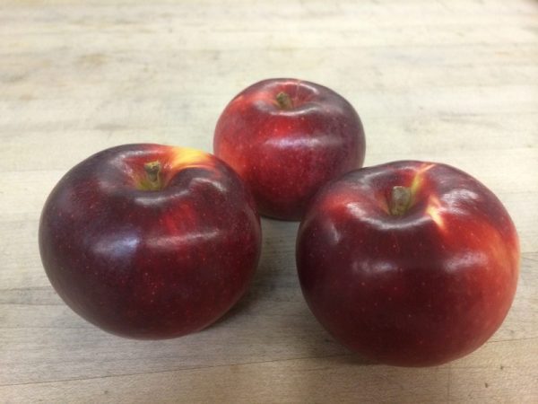 MACIEIRA da MAÇÃ PRETA INGLESA🍎🖤🇬🇧