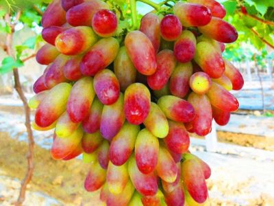 Videira do Japão Dedo de Palhaço🍇👆🤡🇯🇵