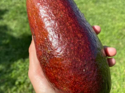 ABACATEIRO de ABACATE VERMELHO